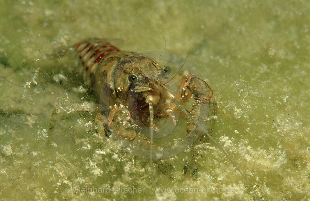 Flusskrebs, zwei Flusskrebse, Flusskrebs, Orconectes limosus, Weiensee, sterreich, Oesterreich