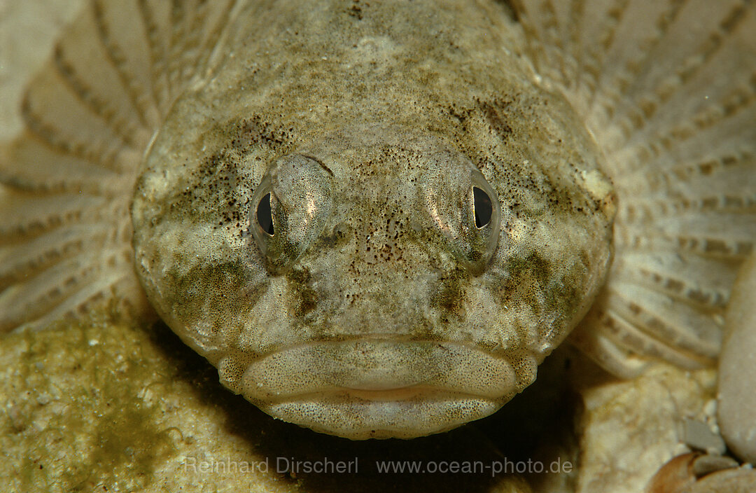 Groppe, Muehlkoppe, Cottus gobio, Bayern, Deutschland