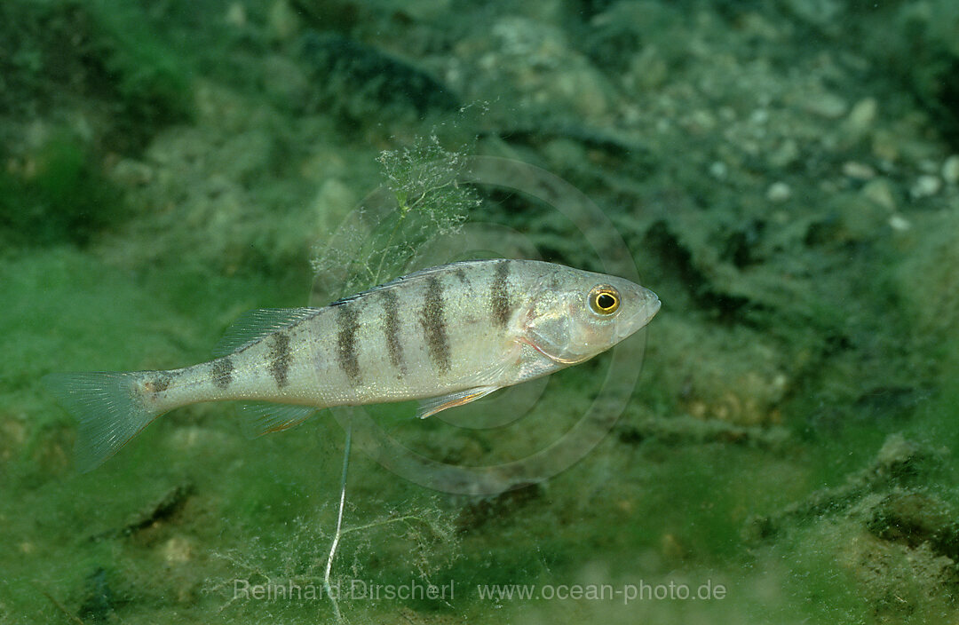 perch