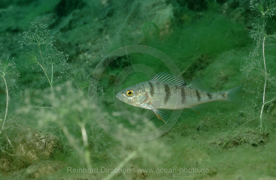 perch