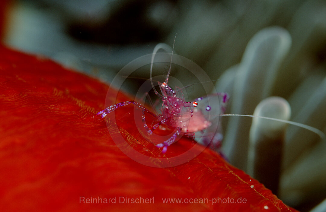 Anemonengarnele, Garnele