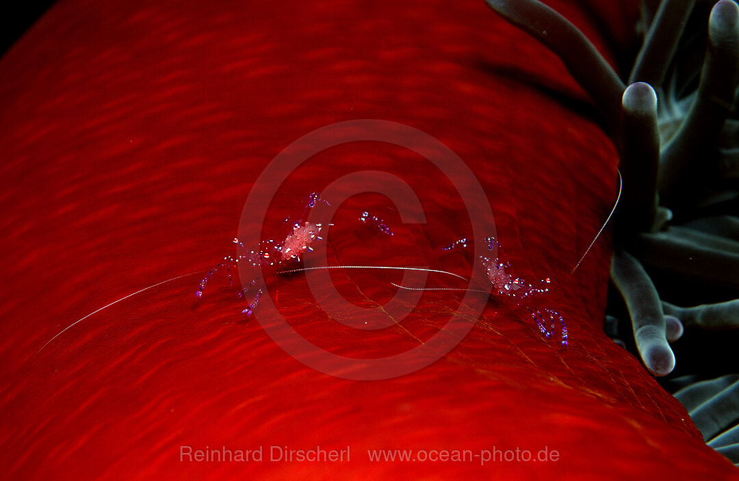 Anemonengarnele, Garnele