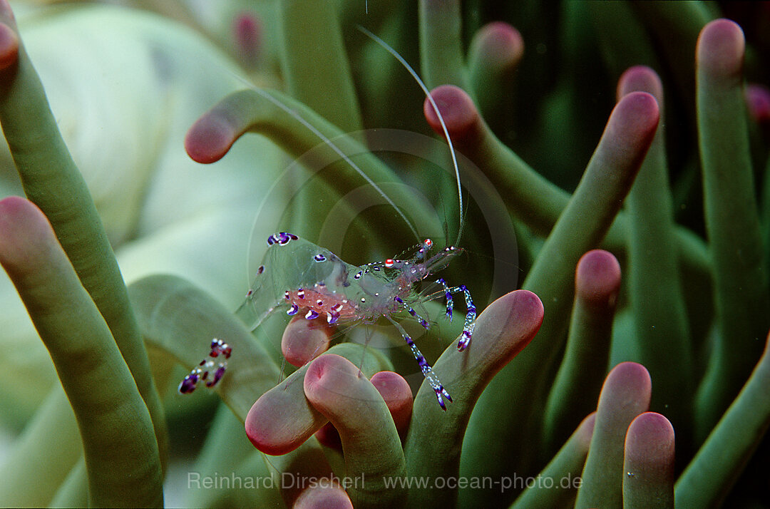 Anemonengarnele, Garnele, Periclimenes tosaensis, Pazifik, Great Barrier Reef, Australien