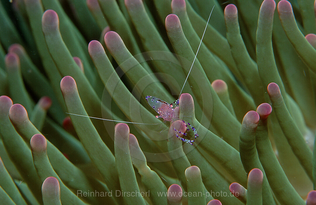 shrimp in anemone