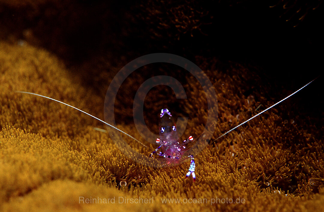 shrimp in anemone