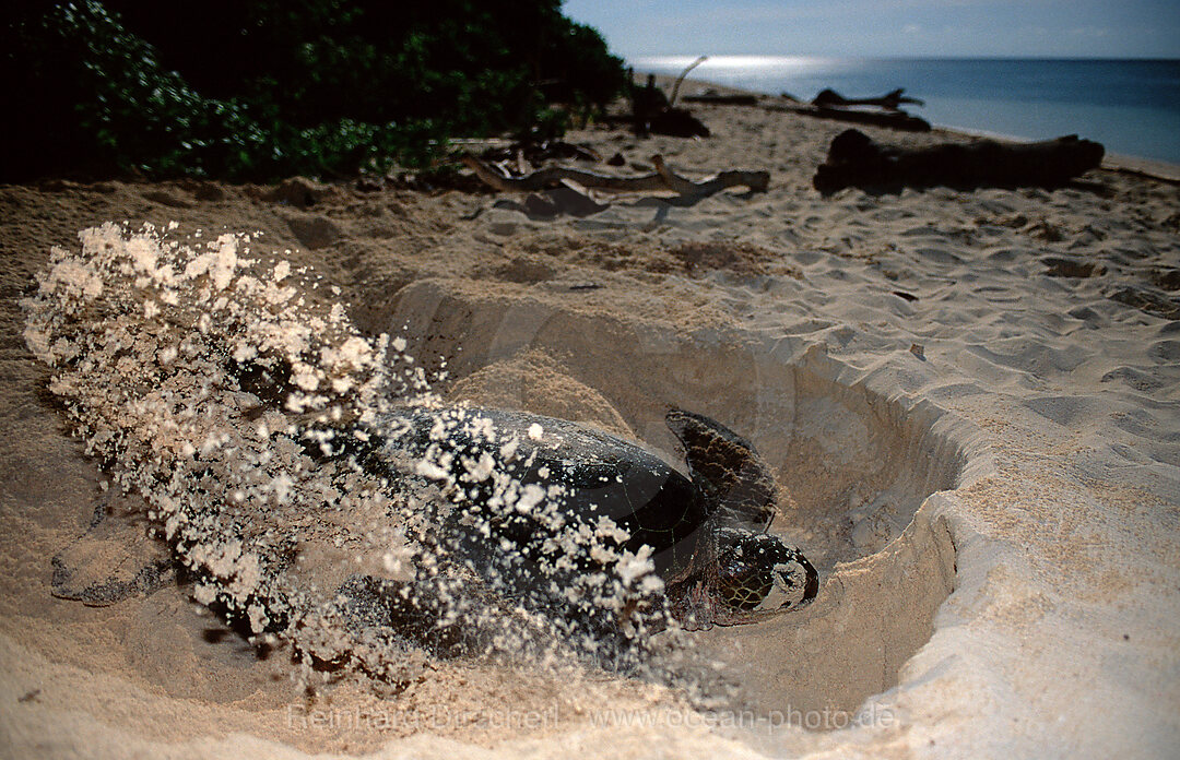 Green sea turtle, green turtle digs a hole on the beach