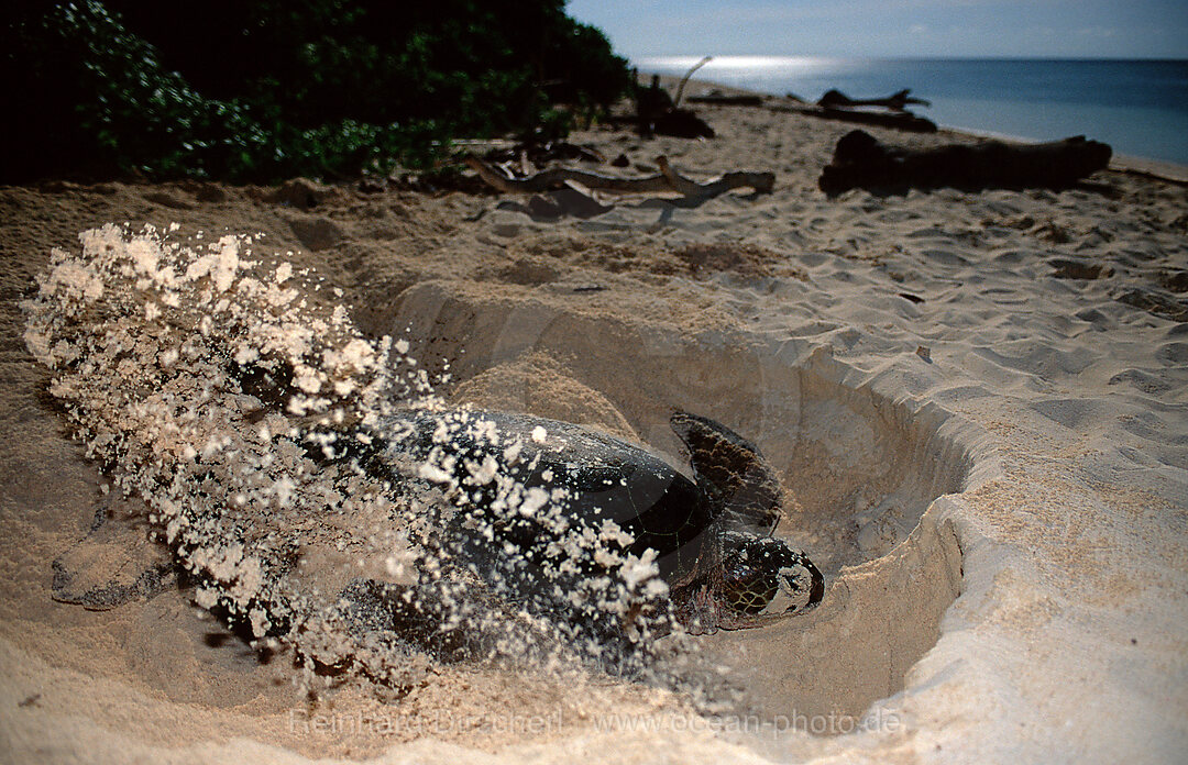 Suppenschildkroete, Gruene Meeresschildkroete beim Graben, Eiablage, Chelonia mydas, Pazifik, Pacific ocean, Borneo, Sipadan, Malaysia