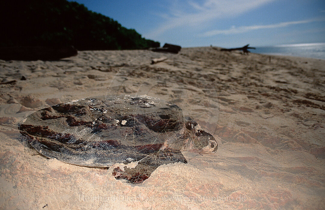 Green sea turtle, green turtle after laying eggs