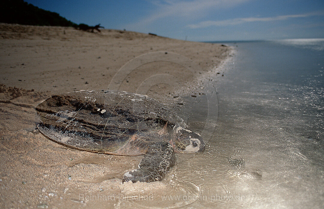 Suppenschildkroete, Gruene Meeresschildkroete nach der Eiablage, Chelonia mydas, Pazifik, Pacific ocean, Borneo, Sipadan, Malaysia