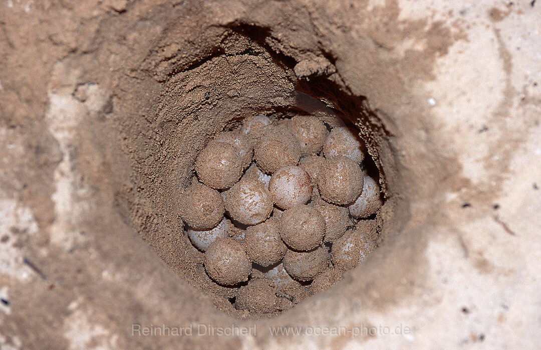 Schildkroeteneier, Eier, Nest, Chelonia mydas, Pazifik, Pacific ocean, Borneo, Sipadan, Malaysia