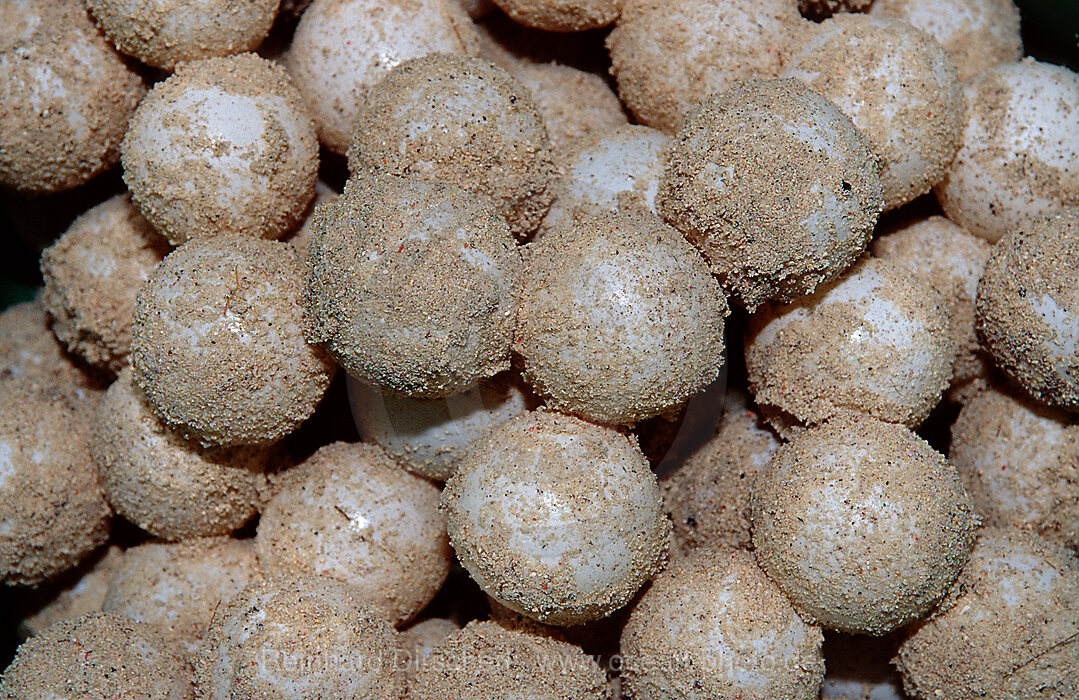 Schildkroeteneier, Eier, Nest, Chelonia mydas, Pazifik, Pacific ocean, Borneo, Sipadan, Malaysia