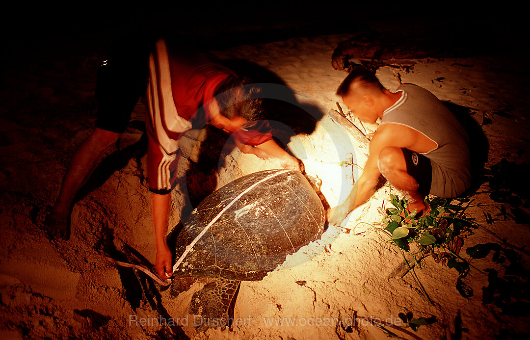 Ranger entnehmen Schildkroeteneier aus Gelege, Chelonia mydas, Pazifik, Pacific ocean, Borneo, Sipadan, Malaysia