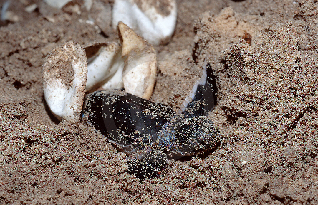 Baby Karettschildkroete schluept aus Ei, Eretmochelys imbricata, Pazifik, Pacific ocean, Borneo, Sipadan, Malaysia