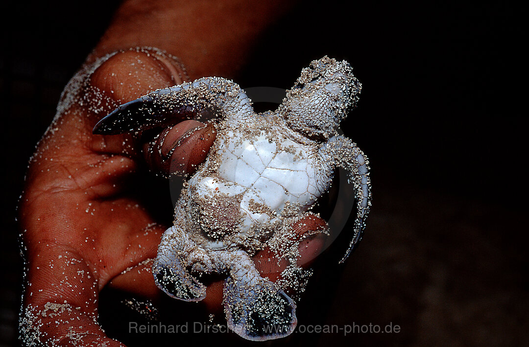Baby Green sea turtle, green turtle