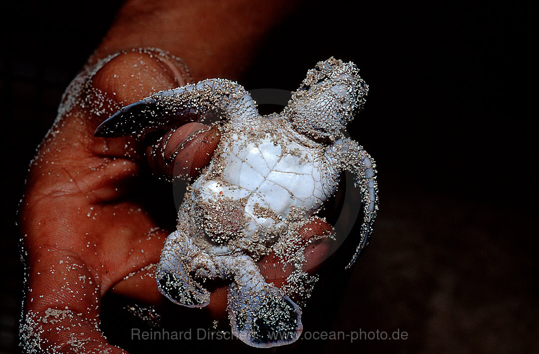 Baby Suppenschildkroete, Gruene Meeresschildkroete, Chelonia mydas, Pazifik, Pacific ocean, Borneo, Sipadan, Malaysia