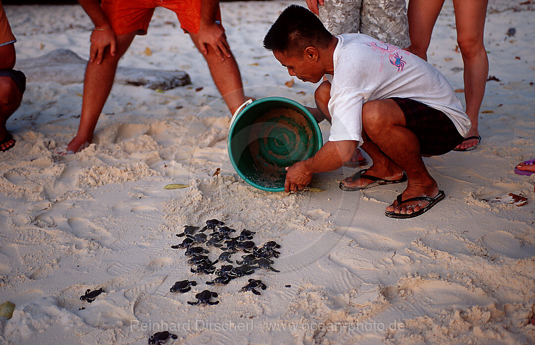 Freilassung von jungen Suppenschildkroete, Gruene Meeresschildkroete, Chelonia mydas, Pazifik, Pacific ocean, Borneo, Sipadan, Malaysia