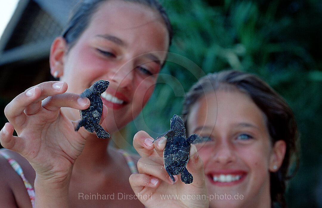 Child holds Baby Green sea turtle, green turtle
