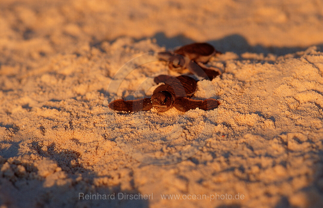 Baby Hawksbill turtle runs on the beach to the see