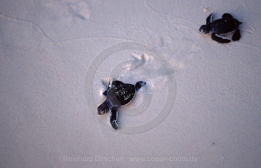 Baby Green sea turtle, green turtle runs on the beach to the see