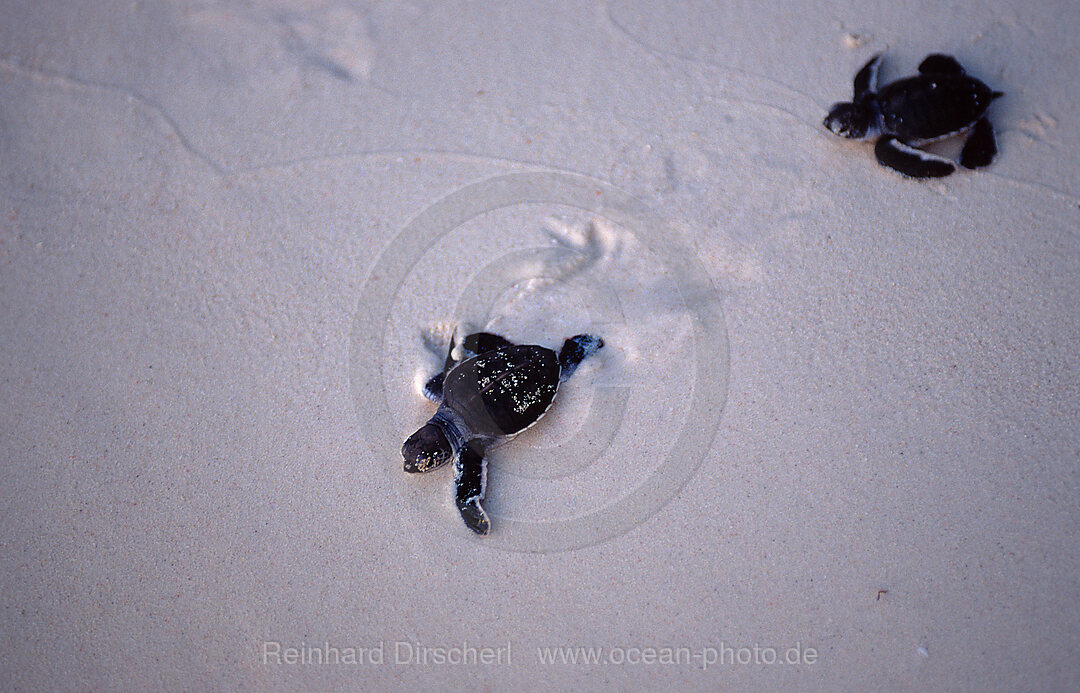 Baby Suppenschildkroete, Gruene Meeresschildkroete auf dem Weg zum Meer, Chelonia mydas, Pazifik, Pacific ocean, Borneo, Sipadan, Malaysia