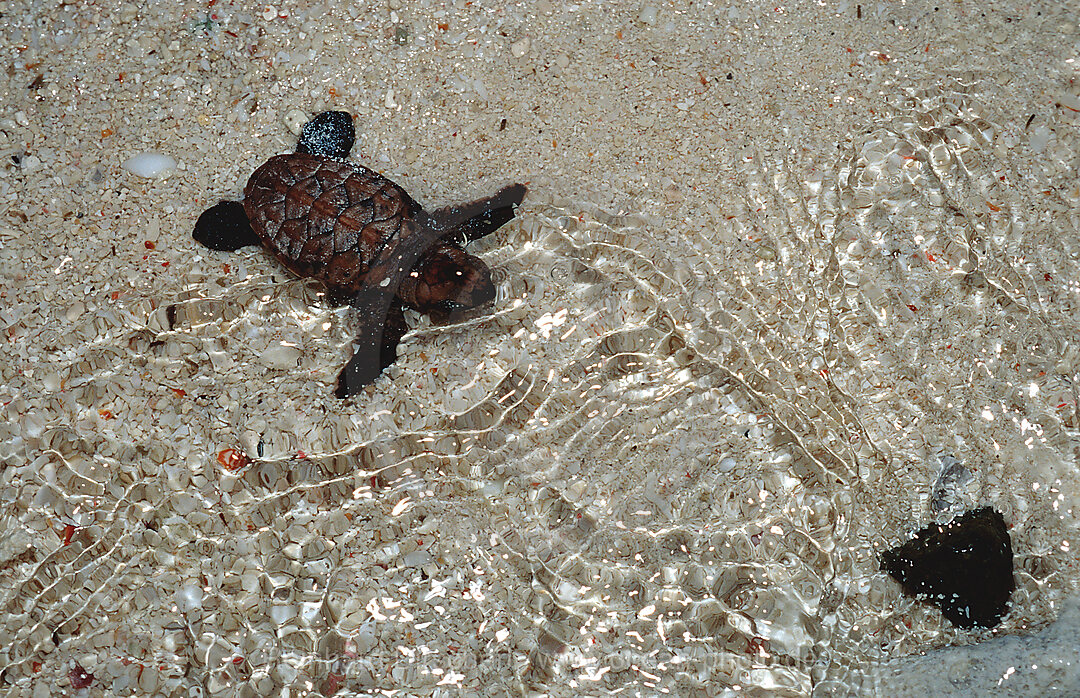 Frisch geschluepfte Baby Karettschildkroete auf dem Weg ins Meer, Eretmochelys imbricata, Pazifik, Pacific ocean, Borneo, Sipadan, Malaysia