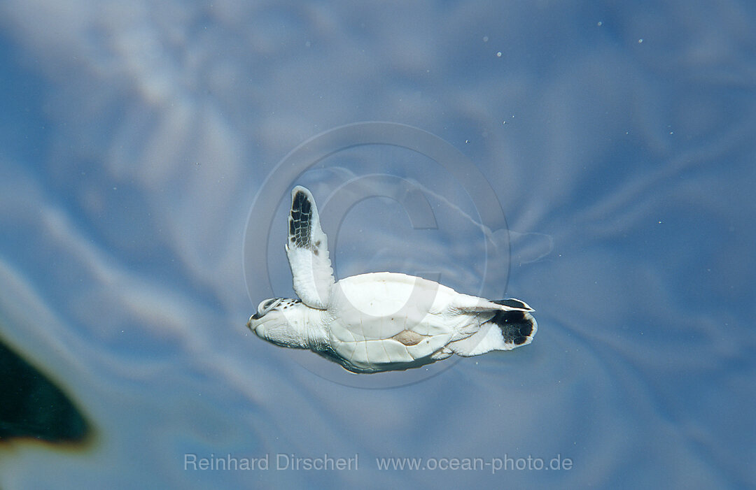 Schwimmende Baby Suppenschildkroete, Gruene Meeresschildkroete, Chelonia mydas, Pazifik, Pacific ocean, Borneo, Sipadan, Malaysia