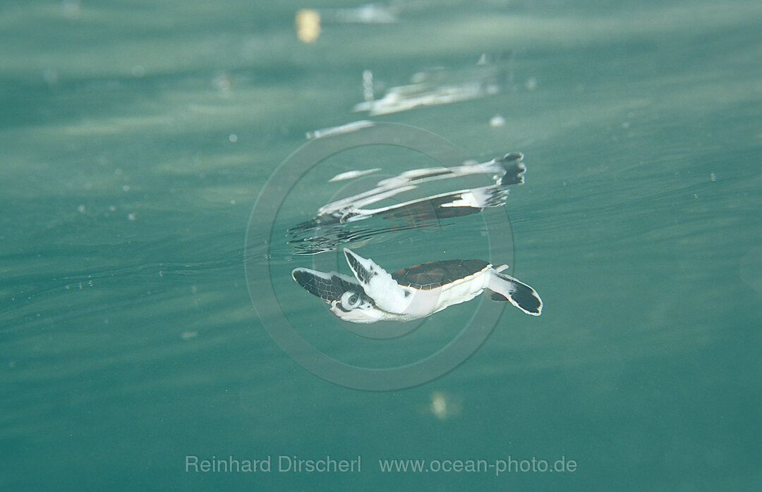 Schwimmende Baby Suppenschildkroete, Gruene Meeresschildkroete, Chelonia mydas, Pazifik, Pacific ocean, Borneo, Sipadan, Malaysia