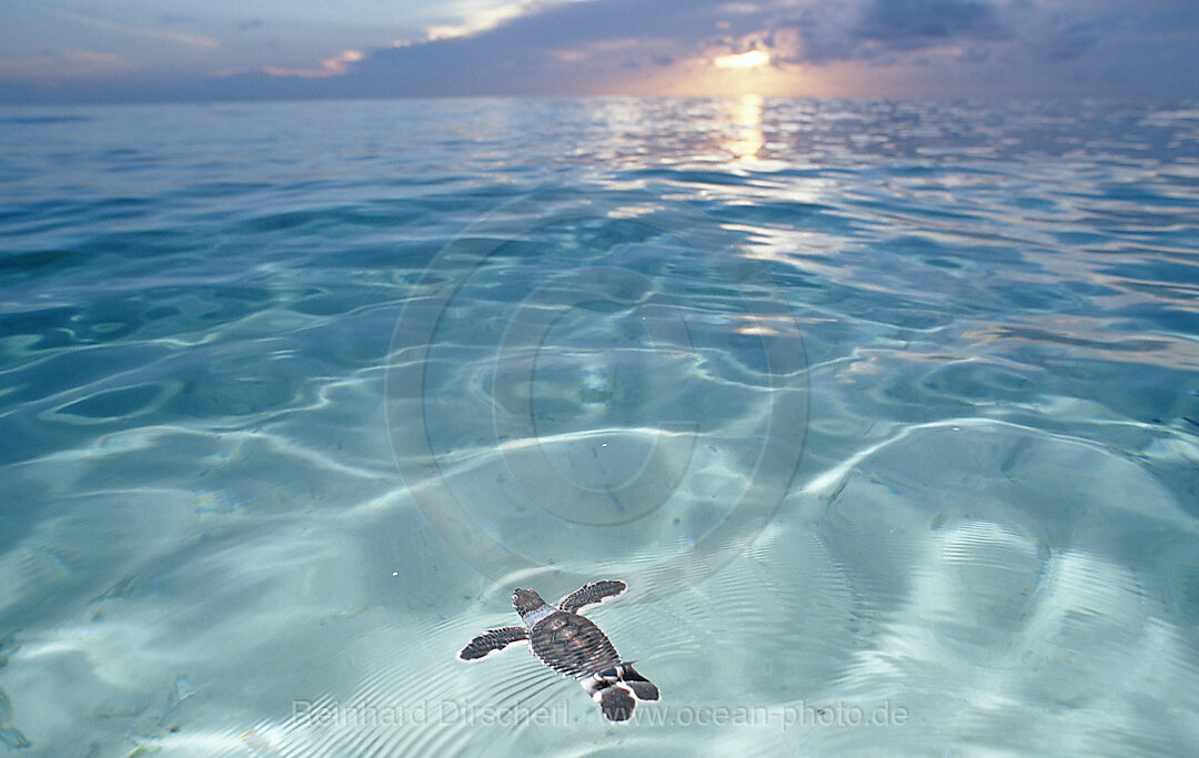 Schwimmende Baby Suppenschildkroete, Gruene Meeresschildkroete, Chelonia mydas, Pazifik, Pacific ocean, Borneo, Sipadan, Malaysia