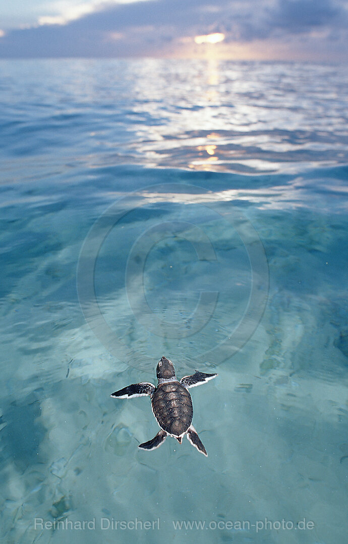 Schwimmende Baby Suppenschildkroete, Gruene Meeresschildkroete, Chelonia mydas, Pazifik, Pacific ocean, Borneo, Sipadan, Malaysia