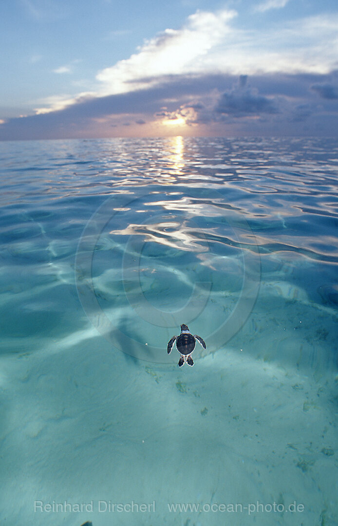 Swimming Baby Green sea turtle, green turtle