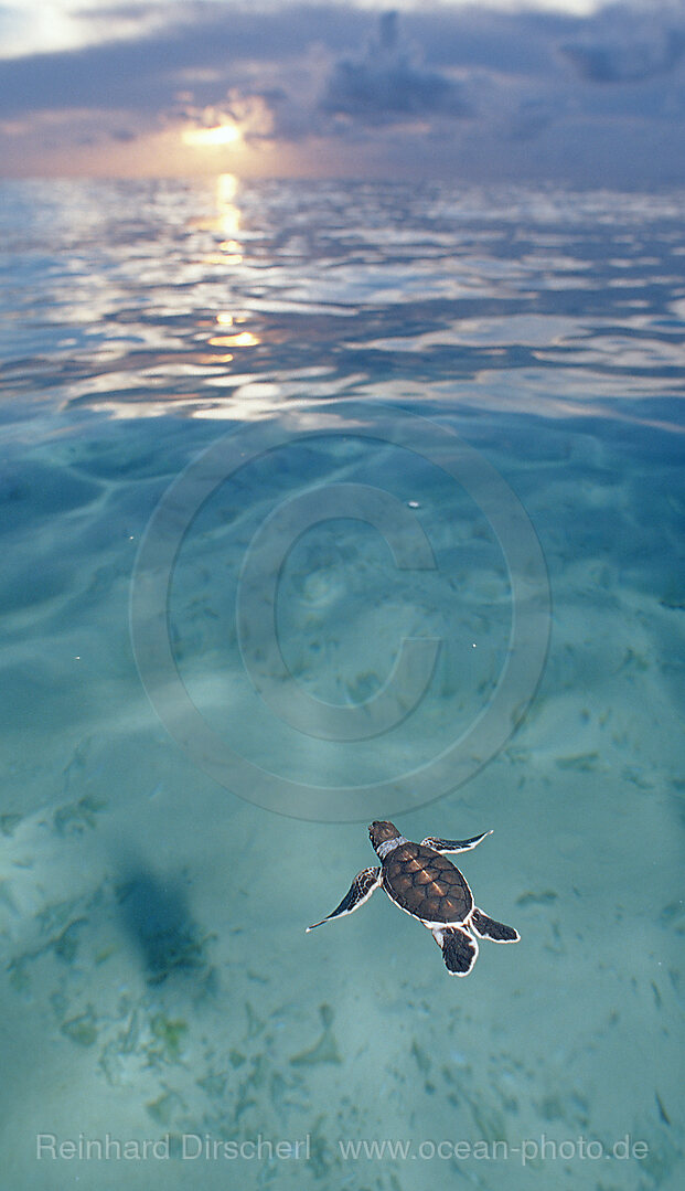 Swimming Baby Green sea turtle, green turtle