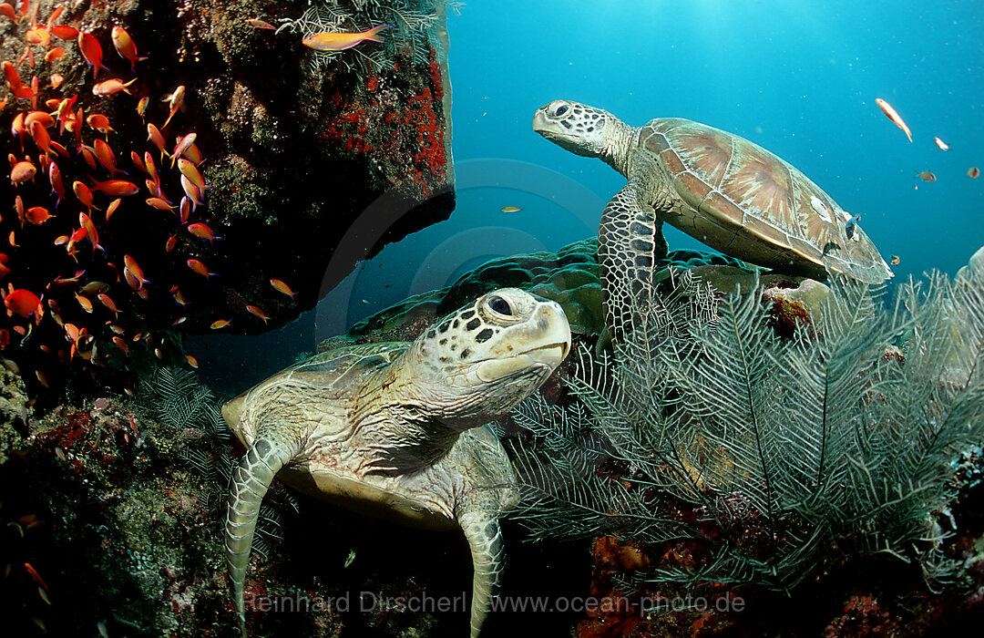 Zwei Suppenschildkroeten, Gruene Meeresschildkroeten an Putzerstation, Chelonia mydas, Pazifik, Pacific ocean, Borneo, Sipadan, Malaysia