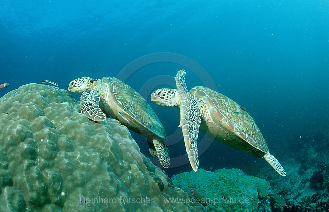 Two Green sea turtle, green turtles on a cleaner station