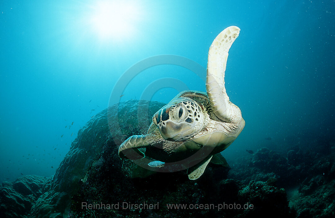 Suppenschildkroete, Gruene Meeresschildkroete, Chelonia mydas, Pazifik, Pacific ocean, Borneo, Sipadan, Malaysia