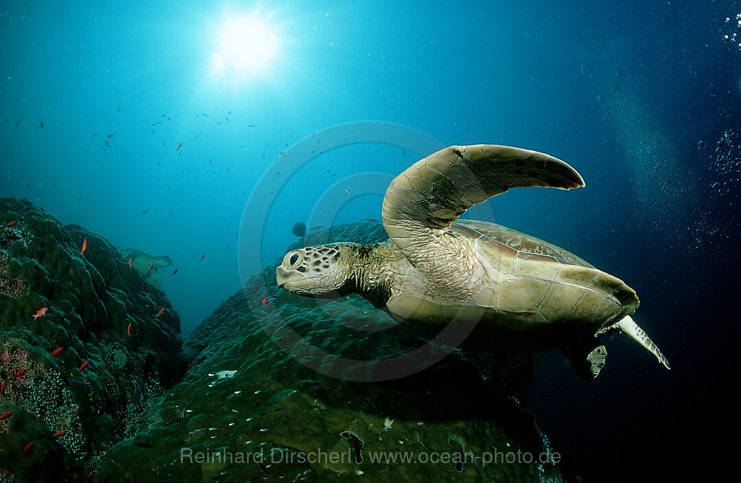 Green sea turtle, green turtle