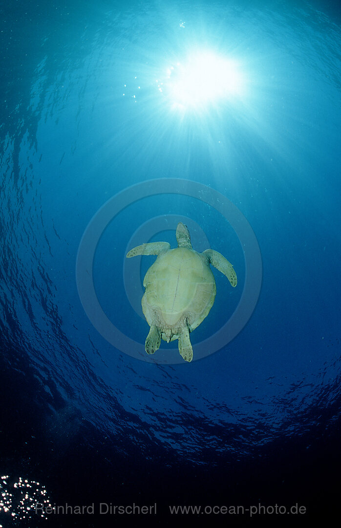 Green sea turtle, green turtle