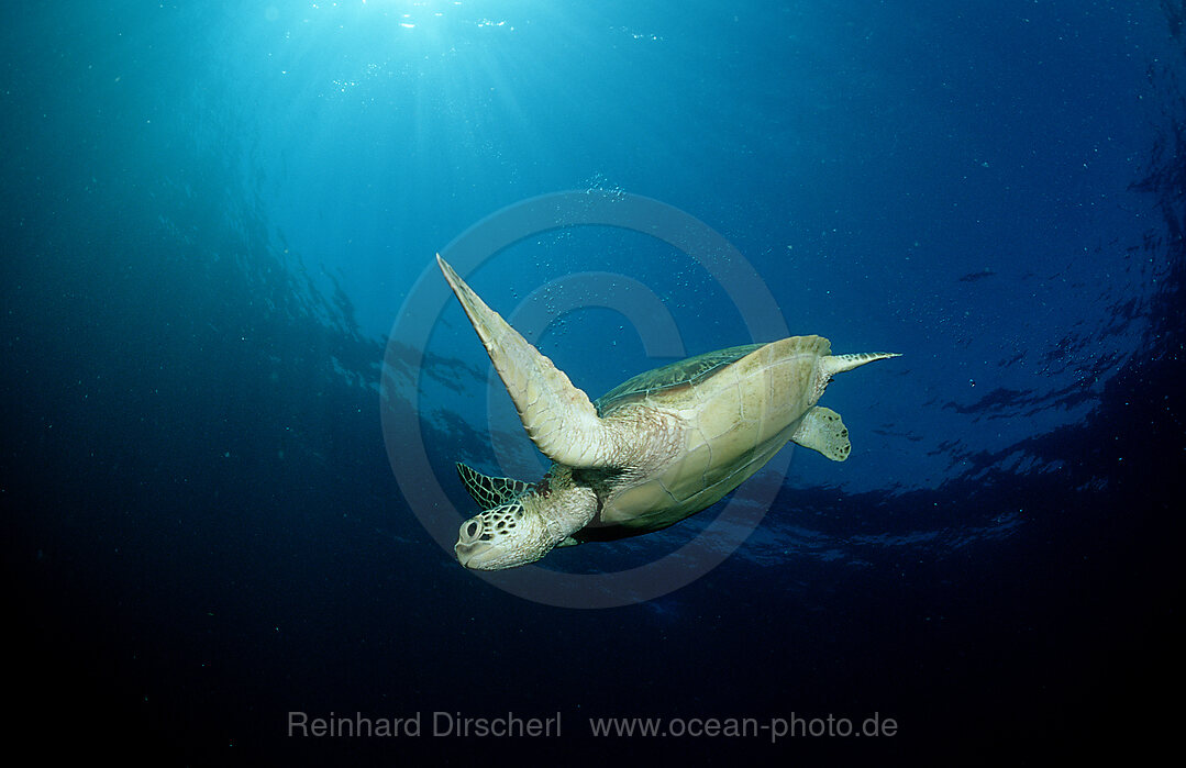 Suppenschildkroete, Gruene Meeresschildkroete, Chelonia mydas, Pazifik, Pacific ocean, Borneo, Sipadan, Malaysia