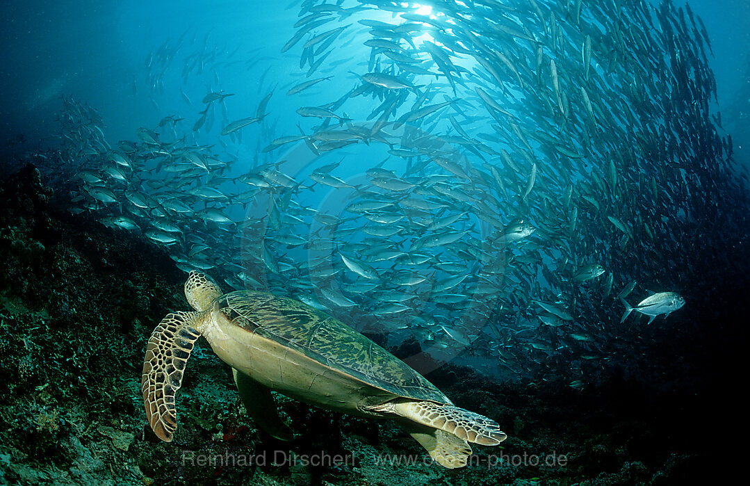 Green sea turtle, green turtle
