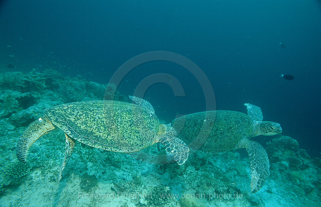 Two Green sea turtle, green turtles on a cleaner station