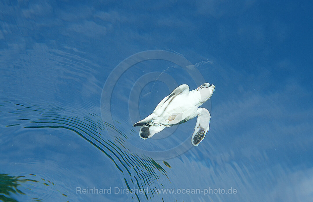 Swimming Baby Green sea turtle, green turtle