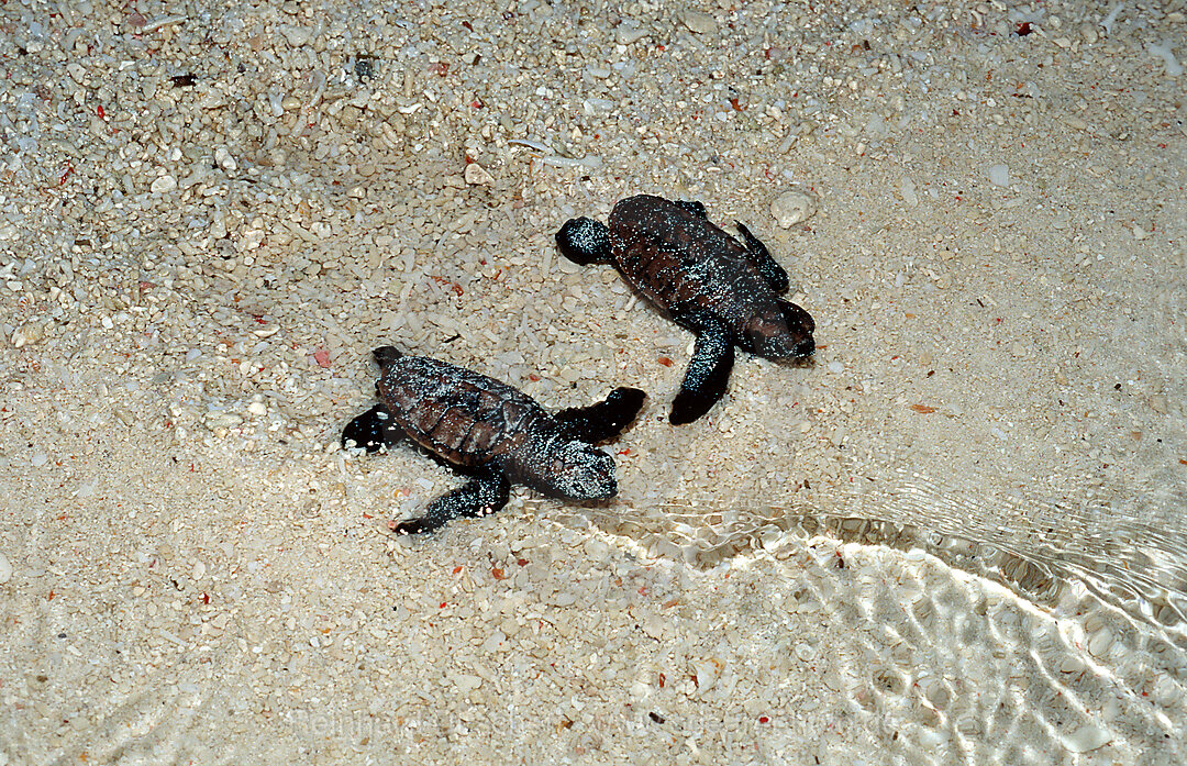 Frisch geschluepfte Baby Karettschildkroete auf dem Weg ins Meer, Eretmochelys imbricata, Pazifik, Pacific ocean, Borneo, Sipadan, Malaysia