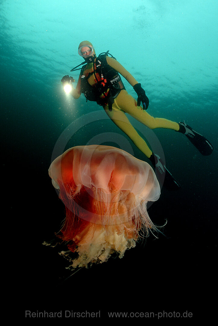 Feuerqualle und Taucher, Cyanea capillata, Atlantischer Ozean, Norwegen