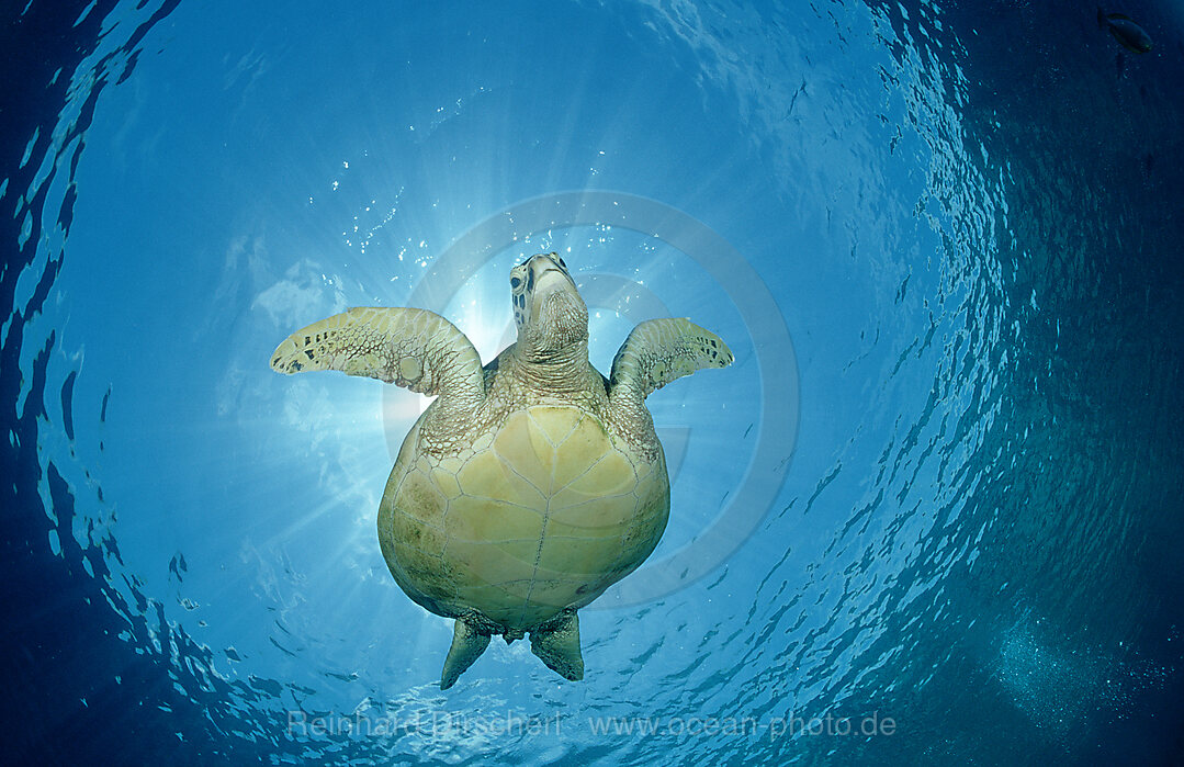 Suppenschildkroete, Gruene Meeresschildkroete, Chelonia mydas, Pazifik, Pacific ocean, Borneo, Sipadan, Malaysia