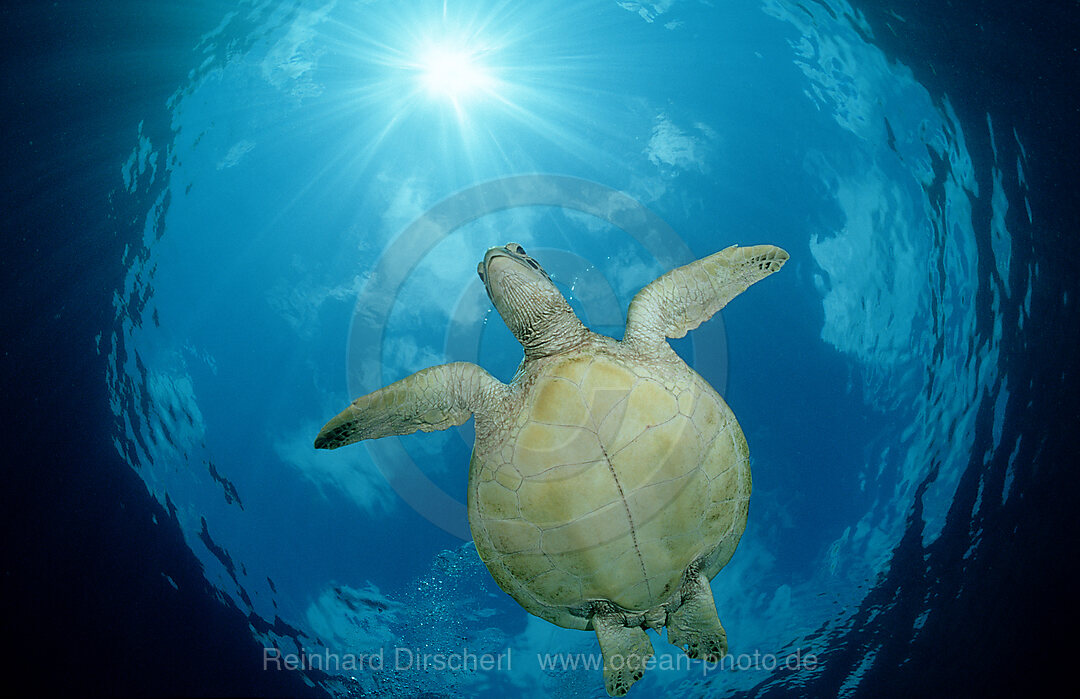 Green sea turtle, green turtle