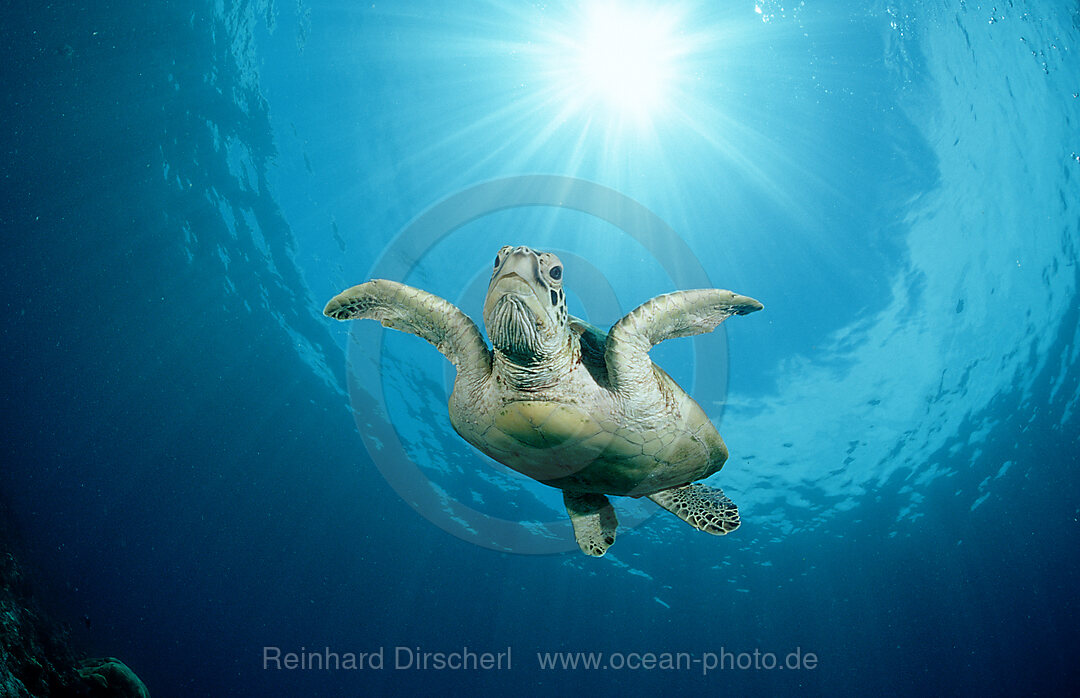 Suppenschildkroete, Gruene Meeresschildkroete, Chelonia mydas, Pazifik, Pacific ocean, Borneo, Sipadan, Malaysia