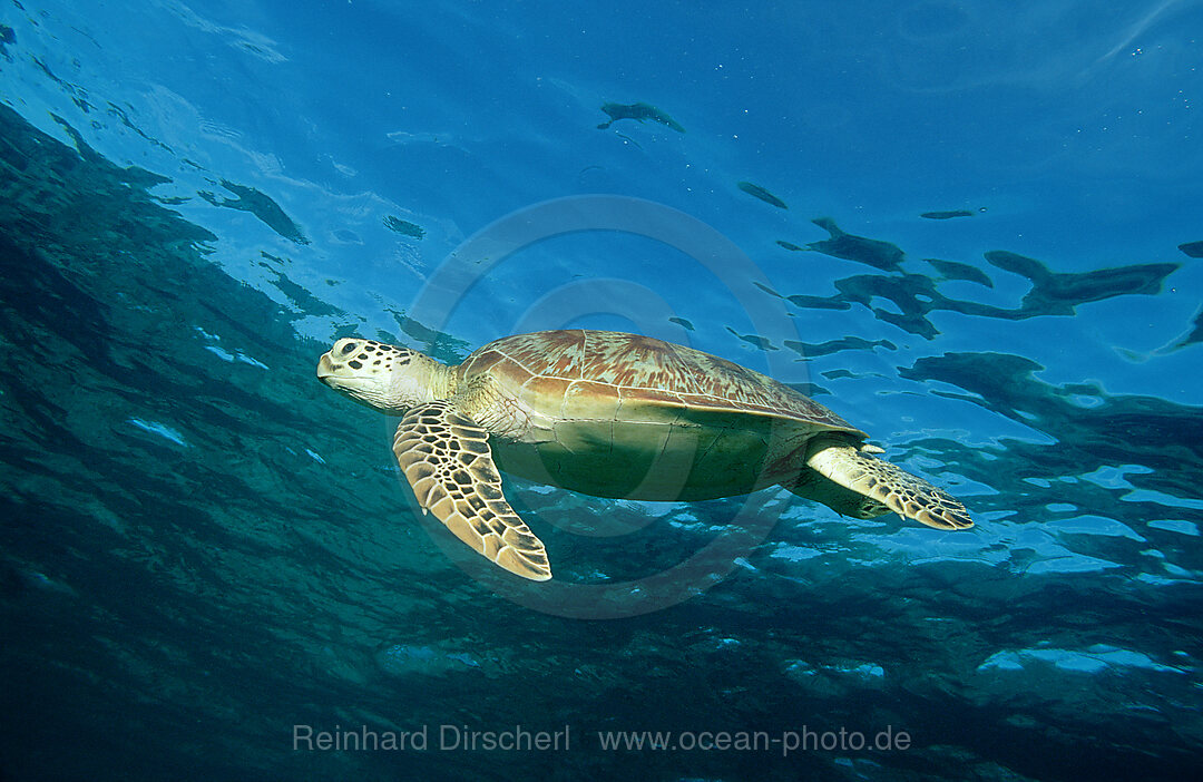 Suppenschildkroete, Gruene Meeresschildkroete