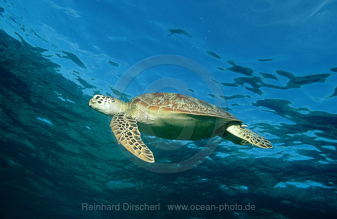 Suppenschildkroete, Gruene Meeresschildkroete, Chelonia mydas, Pazifik, Pacific ocean, Borneo, Sipadan, Malaysia