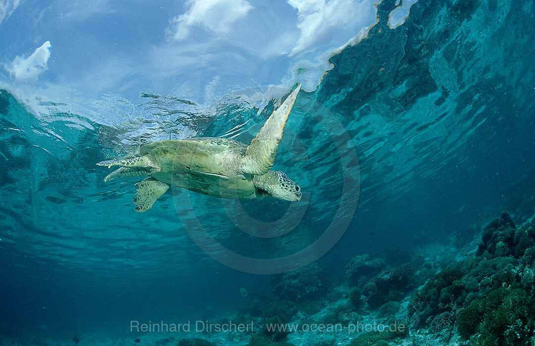 Suppenschildkroete, Gruene Meeresschildkroete, Chelonia mydas, Pazifik, Pacific ocean, Borneo, Sipadan, Malaysia