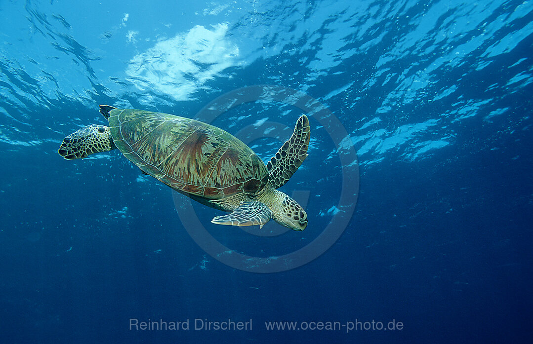 Green sea turtle, green turtle