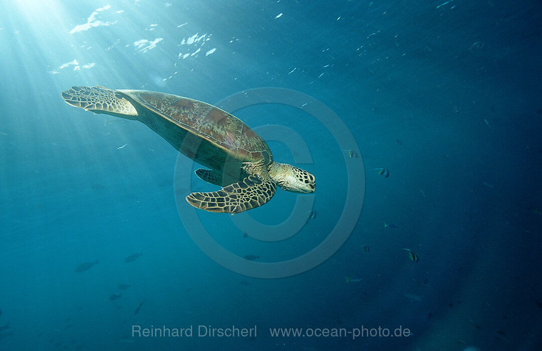 Suppenschildkroete, Gruene Meeresschildkroete, Chelonia mydas, Pazifik, Pacific ocean, Borneo, Sipadan, Malaysia